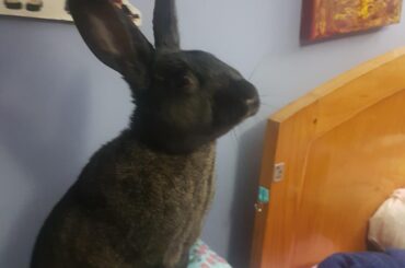 Ryu trying to reach for some carrot leaves.. he also looks so classy <3