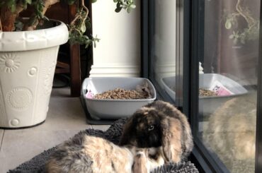 Loaf and his brother