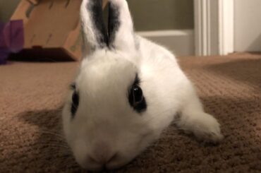 Ears up my fellow noodles