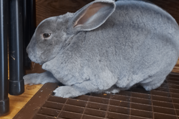 Lavender's Return Hare Vent