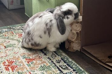 My handi-bun Lills taking a nap with her wood block pillow.