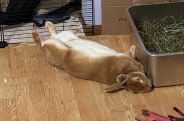 Little red bun living the buncomfortable dream
