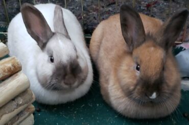 Raw dough and extra baked loaves 🍞🐇