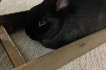 Thicket likes to spend time underneath his ramp.