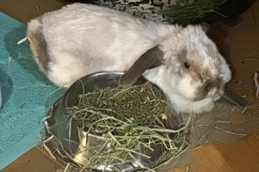 Loaf served with hay