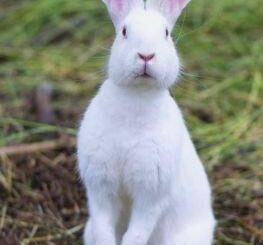 This White Bunny Standing Up 🐰