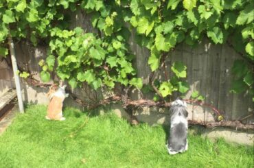 🎶 I heard it through the grape vine