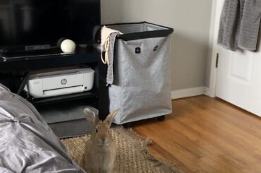 hello hooman whatcha up to