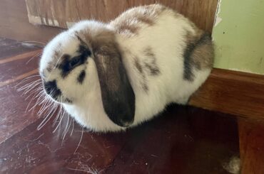 Loafing her bum against the corner wall 😆
