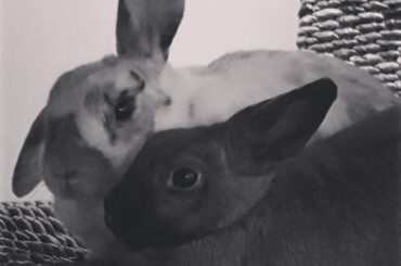 Two Loafs are better than one