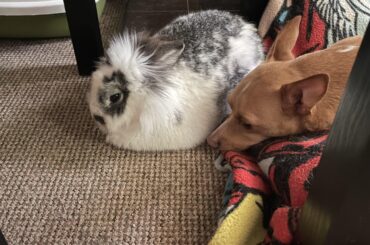 Just loafing with the dog.