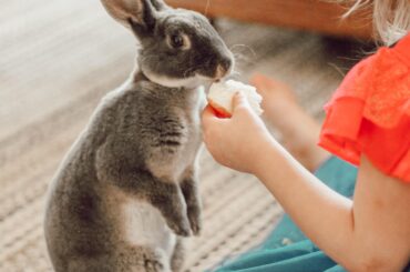 Will stand for apples