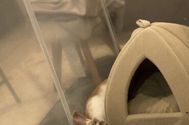 just found this group, enjoy some pics of levi sleeping as a baby 🤣