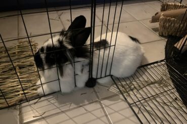 Our little guy is melting right through the gate!