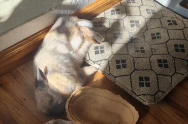 Someone's enjoying the sun