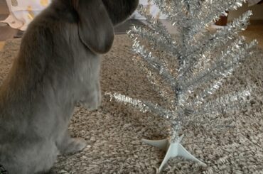Hello this is my bunny Kabuki checking to see if there is any food hidden in my tree
