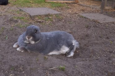 Steve the sphinx