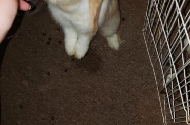 Was opening up their half of the room for the day and she got up and started giving kisses