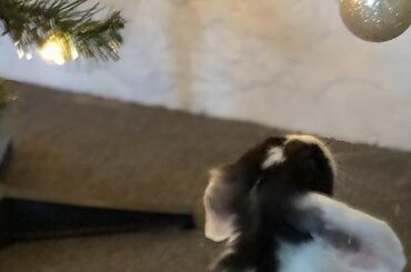 Da Vinci Admiring The Lights :)