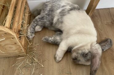 Bun ate too much hay, activated helicopter ears sleeping mode