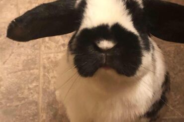 Tobys ears go out whenever he looks up.