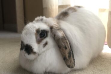 My coworker for the next few weeks, Peaches 🍑