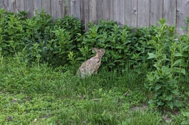 Wild bun standing for some greens