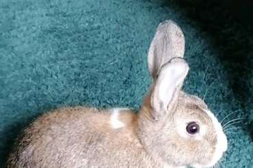 Bailey testing her hind legs (: