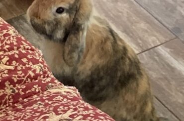 My foster bun, Bento