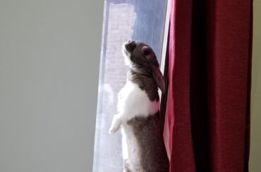 Brie found the only place to sunbathe in our NYC apartment and now she lives in this window.