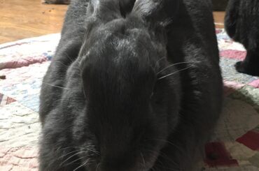 Judgemental loaf!!!!