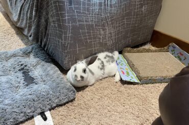 Expensive and soft bed? No thanks, I’ll just wedge myself right here..