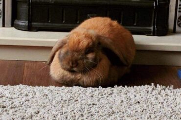 The chin has been deployed.