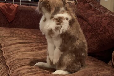 Bun wants to sit like a human on the couch with us!