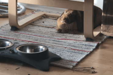 Miso is my favourite lil loaf!