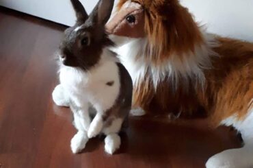 Her name is Marta and her dog toy name is Lidiya