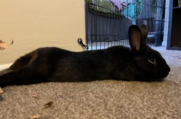 oh he’s noodlin’