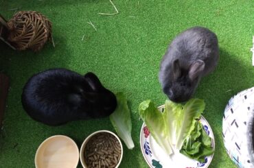 Two loaves having some leaves