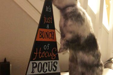 Hoppy Halloween! 🎃👻