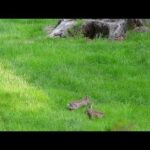 Funny Bunnies (big jumps)