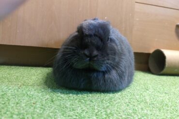 He always looks so angry when he loafs and it is adorable <3