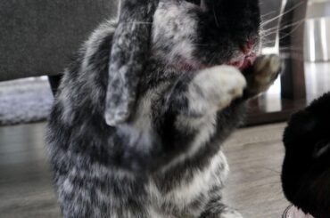 A blueberry enthusiast