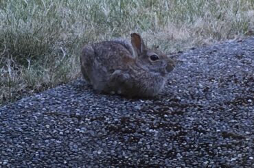 i might have posted this b4 but have a wild loaf