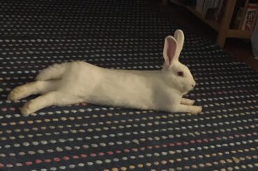 Rose doing a sploot