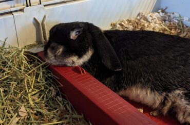 Sleepy mouf