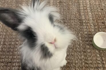 Had to move in with my employer due to coronavirus (I'm a nanny) and had to leave my bun behind, I miss this girl!!