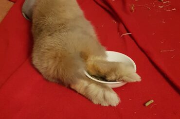 Oh no! A noodle fell out of my bowl.
