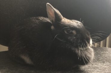 Ladies and gentlemen, today's fresh loafs (+bonus baguette boi)