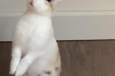 She looks so polite🐰