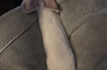 Looks comfy...